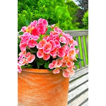 İç Mekan Özel Renk Uzun Ömürlü Dayanıklı Pink Taç Çiçeği /mini Boy 15cm