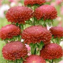 10 Adet Callistephus Pompon Dark Red Aster Tohumu