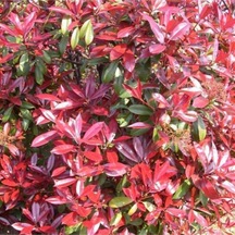 Videolu 1 Adet Alev Çalısı Çiçeği 40-60 Cm Tüplü Çiçekli Bodur Bitkiler Photinia Glabra