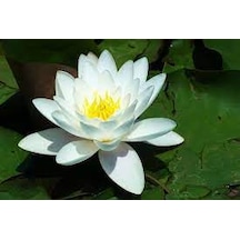 10 Adet Tohum Beyaz Lotus Su Çiçeği Nilüfer Çiçek Tohumu Hediyeli
