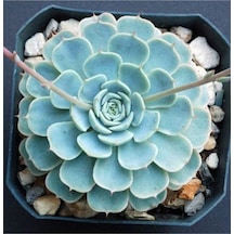 Dev Boy Xxl Echeveria Glauca Aşkın Gözyaşı Sukulent Bitki