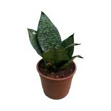 Sansevieria Zeylanica Paşa Kılıcı Ø12 Cm H20-25 Cm