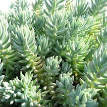 Sedum Reflexum Dam Koruğu Yer Örtücü-yayılıcı Bitki 135 Adet