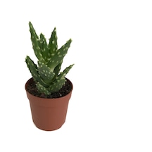Aloe Mitriformis (Kaktüs) Ø5,5 CM Y10-15 CM