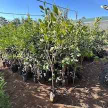 4 Yaş Aşılı Ve Tüplü Yediveren Limon Fidanı 140 Cm Üzeri