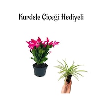 Hediyelik Pembe Yılbaşı Çiçeği Anneler Gününe Özel Kurdele Çiçeği Hediyeli