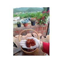 Kuru Kayısı Doğal 500 Gr Diğer