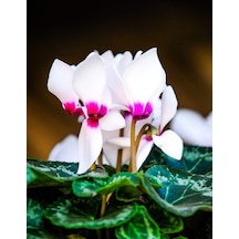 3 Adet Koyu Deep Sıklamen Çiçeği Soğanı