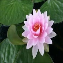 2 Adet Tohum Nadir Bulunan Pembe Lotus Çiçeği Tohumu Lotus Su Çiçeği Tohumu Nilüfer Çiçeği Tohumu