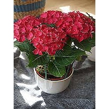 Serada Decor Plant Canlı Pembe Ortanca Çiçeği