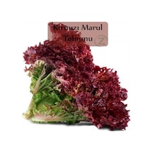Kırmızı Yapraklı Kıvırcık Marul 1 GRam