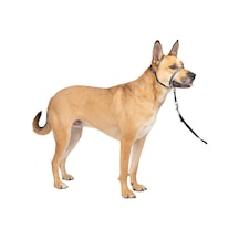 Nazik Lider Çekmesiz Köpek Başlığı - Çekmenin En İyi Çözümü - Köpeğinizin Çekmesini Daha Kolay Yürüyüşler İçin Yönlendirir - Kontrolü Yeniden Kazanmanıza Yardımcı Olur - Orta, Kömür