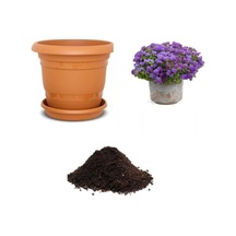 Ithal Mavi Ageratum Çiçeği Tohumu Ekim Seti