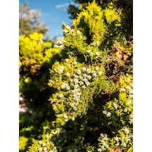 Videolu Kokulu Limoni Selvi Fidanı 10 Adet 40-60cm Saksılı Lemon Cypress Sapling