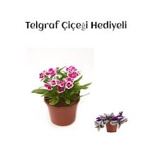 Pembe Renk Çin Karanfili Çiçeği Sevgililer Gününe Özel Telgraf