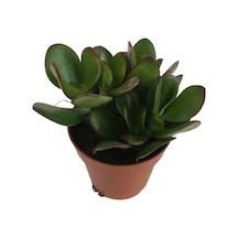 Crassula Ovata - Para Bitkisi 8,5 Luk