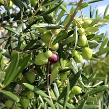 Gemlik Zeytin Trilye Fidanı