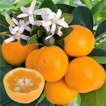 4 Yaş Aşılı Calamondin Süs Mandalinası Fidanı. Torbada N11.306