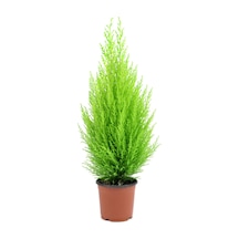 Çok Avantajlı Limon Kokulu Limoni Servi Cupressus Ev Ofis Salon Çamı 30-40 Cm