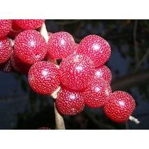Japon İğdesi, Güz Zeytini Veya Güz Yemişi Elaeagnus Umbellata 5