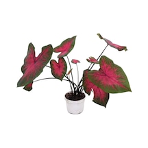 Caladium 'Postman Joyner' (Kaladyum Çiçeği)