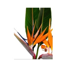 Orta Boy Saksılı Starliçe Cennet Çiçeği 1 Adet Saksılı 15-30cm Strelitzia