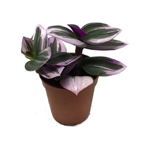 Tradescantia 'nanouk' - Ev Ve Ofis Bitkisi