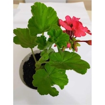Mercan Kırmızı Sardunya Fidesi 10-20 Cm