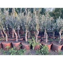 Saksıda Yarı Bodur 7-10 Kutur Gemlik Zeytin Fidanı 4-5 Yaş  50-70