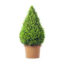 Şimsir Çalı Buxus Microphylla 'faulkner' 30-40 Cm 1 Adet Dış Mekan Bitkisi Boxwood
