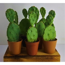 Opuntia Kaktüs Hint Inciri Frenk Inciri