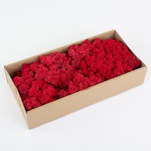 Trend Bahçe Reindeer Moss Kırmızı Şoklanmış Norveç Yosunu 500 G