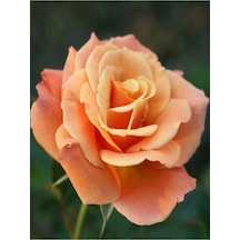 Videolu Kayısı Rengi Yediveren Kokulu Gül Fidanı 2 Adet 30-50cm Bahçe Bitkisi Rose