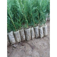 Videolu Leylandi Çit Bitkisi 10 30cm 5 Adet Saksılı/tüplü Dış Mekan Ağaç Cupressocyparis Leylandii