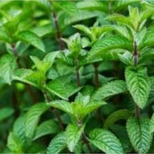 100 Adet Tohum Nadir Hobi Balkon Yeşil Mis Kokulu Nane Tohumu Saksı Toprak