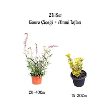 Kırmızı Renk Gaura Çiçeği+altuni Taflan Çit Bitkisi 2'li Set Dış Mekan Bitkileri