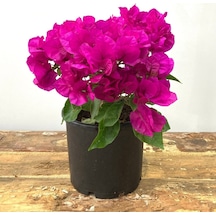 Begonvil Çiçeği-Kırmızı (15-20 cm)-Bodur Begonvil