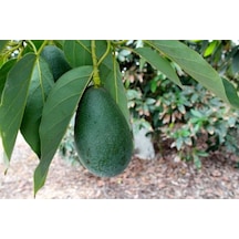 Aşılı Tüplü Bacon Avokado 2 Yaş Boy 70-100cm