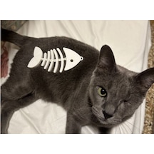 Kedi Oyuncağı Balık Kılçığı 3d Baskı Interaktif Kedi Oyuncağı Cat Toy