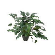 Philodendron Xanadu Ø21 CM Y60-70 CM