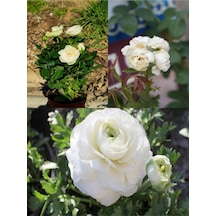 Beyaz Salon Gülü 25 35cm Saksılı Minyatür Aşılı Gül White Miniature Rose