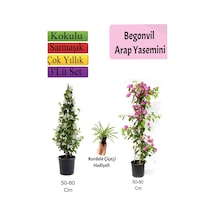 Arap Yasemini+ Pembe Begonvil+ Kurdele Çiçeği Hediyeli