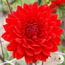 İri Çiçekli Garden Wonder Dahlia Yıldız Çiçeği Yumrusu 1 Adet