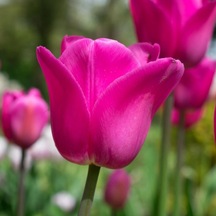 Don Quichotte Pembe Lale Soğanı 5 Adet