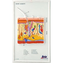 Deri Kesiti Büyütülmüş