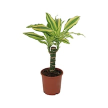 Dracaena Yellow Coast Yeşil