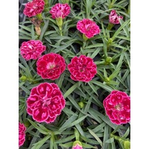Videolu Kokulu Kırmızı Bodur Karanfil Bitkisi 1 Adet Saksılı 15-30cm Dianthus Caryophyllus Red