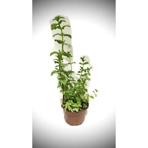Nane Fidesi Fidanı Saksıda 10-20 Cm