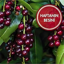 Karayemiş Taflan , Trabzon Kirazı 150-200 Cm Özel Kalite Olar
