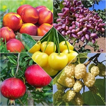 5 Çeşit Meyve Fidanı Nektarin ,Antep Fıstığı , Nar, Dut , Armut